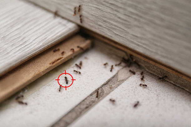 Pest Control Cost in St Pauls, NC
