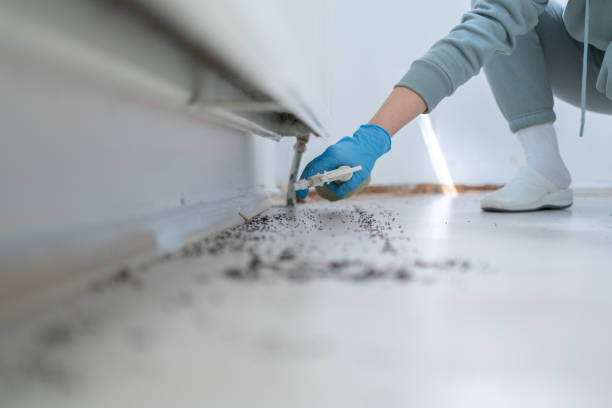 Best Wasp Removal Services  in St Pauls, NC